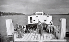 Barge transporting cows in James Bay