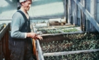 non-Cree person in a greenhouse