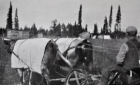 Cree man with two cows used for mission farm work 