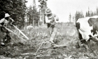 Men working the boreal soil with a cow pulling a plough