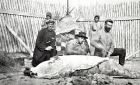 Men skinning a small beluga or large seal 