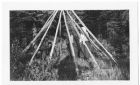 Men and women constructing a summer teepee