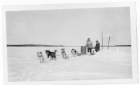 Sled dogs taking a rest with two people