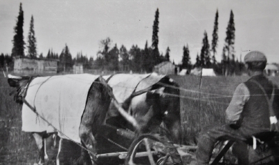 Cree man with two cows used for mission farm work 