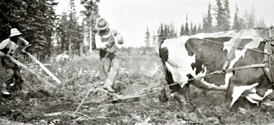 Men working the boreal soil with a cow pulling a plough